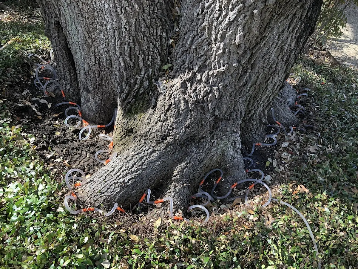 Detailed Tree Cabling and Bracing job site in Hutchins