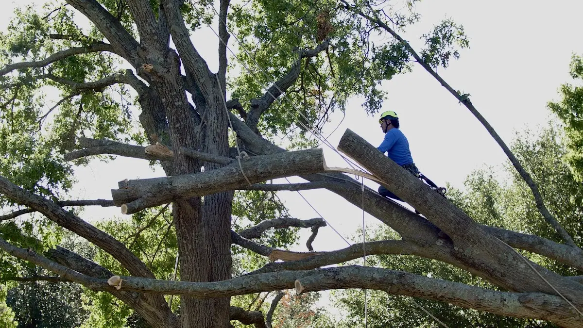 Professional Hazardous Tree Removal performed by certified arborists in Hutchins