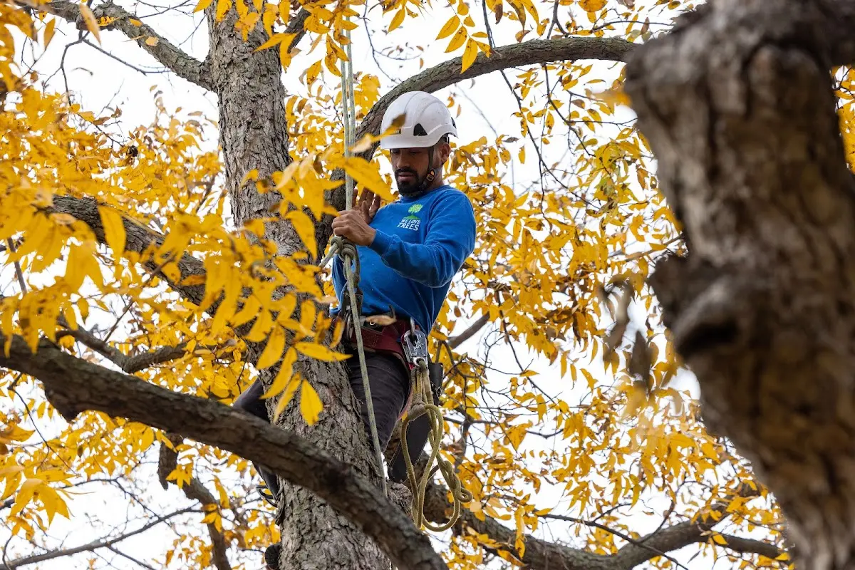 Skilled Tree Pruning crew working in Hutchins