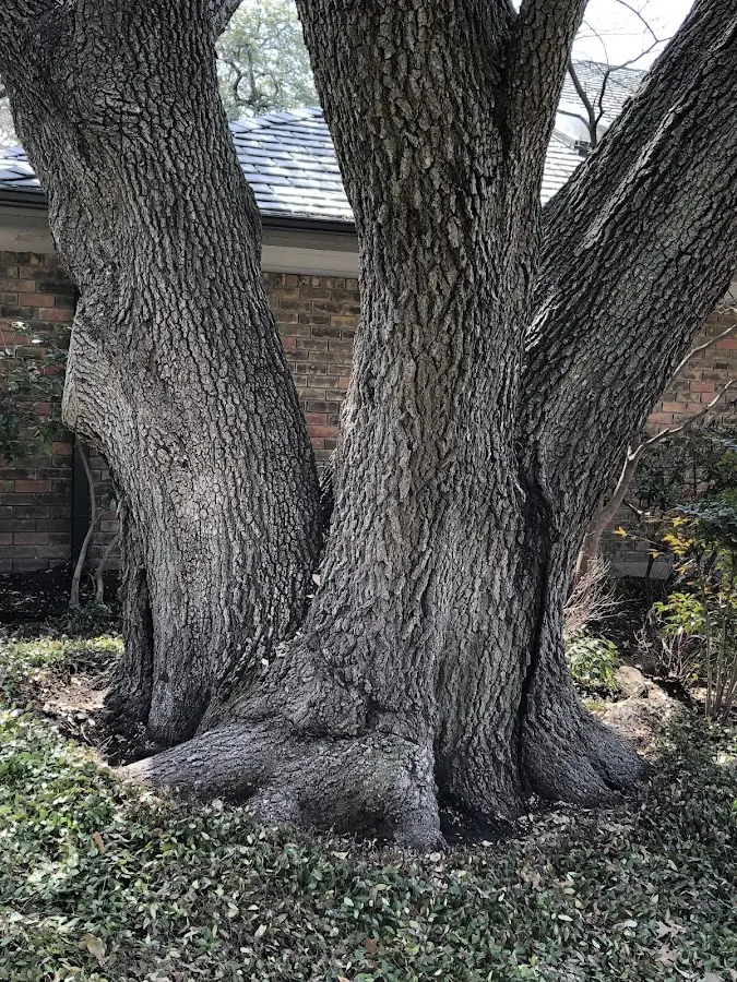 Mature heritage tree close to a Hutchins property cared for by certified arborists